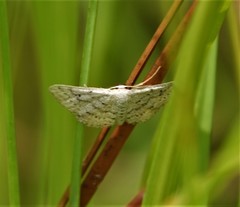Idaea ostentaria