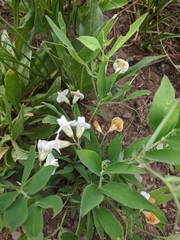 Lathyrus ochroleucus