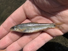 Phenacobius mirabilis