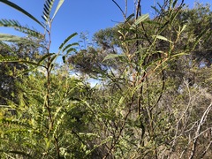 Acacia attenuata