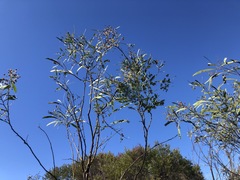 Acacia attenuata