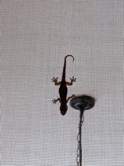 Hemidactylus frenatus