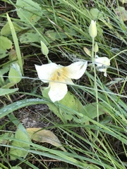 Calochortus apiculatus