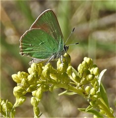 Callophrys affinis