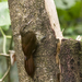 Dendrocolaptes picumnus - Photo (c) Hans Zwitzer,  זכויות יוצרים חלקיות (CC BY-NC-SA)