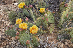 Opuntia cymochila