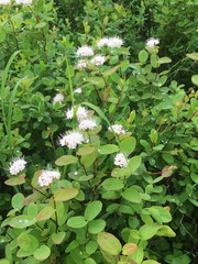 Spiraea beauverdiana