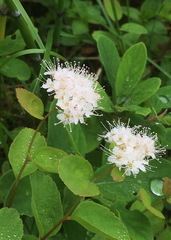 Spiraea beauverdiana