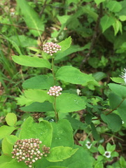 Spiraea beauverdiana