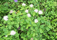 Spiraea beauverdiana