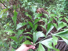 Caryota mitis