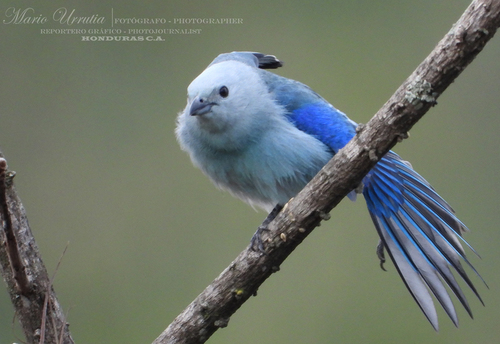 Blue-gray Tanager, photo 4 of 10