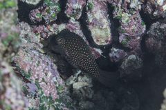 Canthigaster janthinoptera