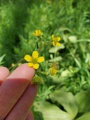 Geum macrophyllum perincisum