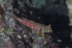Synchiropus morrisoni