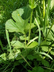 Geum macrophyllum perincisum