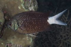 Chromis xanthura