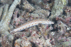 Parapercis clathrata