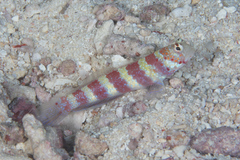 Amblyeleotris wheeleri