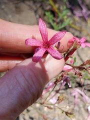 Ipomopsis aggregata bridgesii