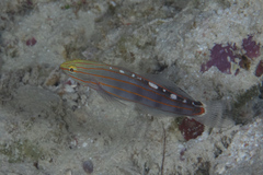 Koumansetta rainfordi