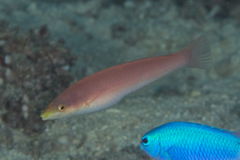 Pseudojuloides splendens