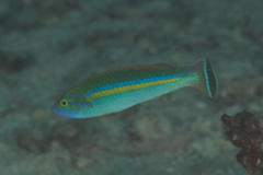 Pseudojuloides splendens