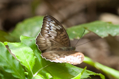 Tanaecia iapis puseda