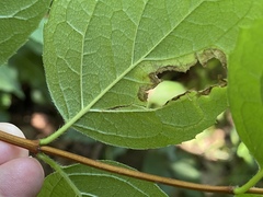 Liriomyza philadelphivora