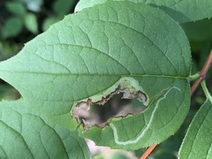 Liriomyza philadelphivora