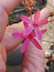 Ipomopsis aggregata bridgesii