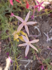 Ipomopsis aggregata bridgesii