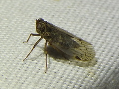 Melanoliarus aridus
