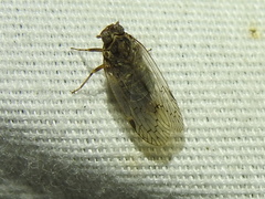 Melanoliarus aridus