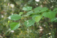 Euptelea polyandra