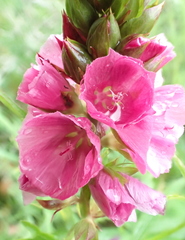 Sidalcea hendersonii