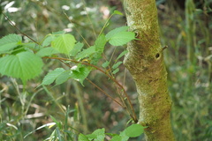 Euptelea polyandra