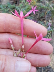 Ipomopsis aggregata bridgesii