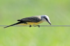 Tyrannus albogularis