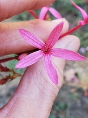 Ipomopsis aggregata bridgesii