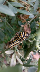 Papilio polyxenes