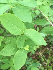 Lonicera chamissoi