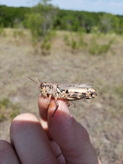 Melanoplus ponderosus