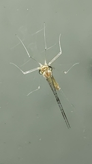 Leucrocuta minerva