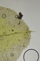 Plagiomnium drummondii