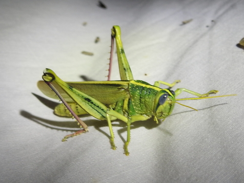 Spotted Bird Grasshopper photo 6