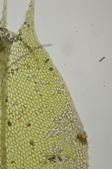 Plagiomnium drummondii