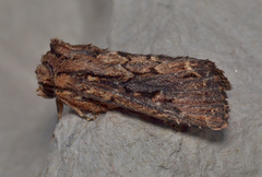 Dasygaster ligniplena