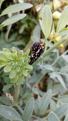 Papilio polyxenes