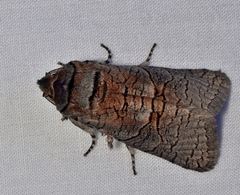 Culama suffusca